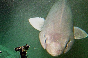 Obala škotske otkrila je najrjeđi morski pas Obala škotske otkrila je najrjeđi morski pas